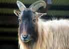 動物図鑑、ヒマラヤタール